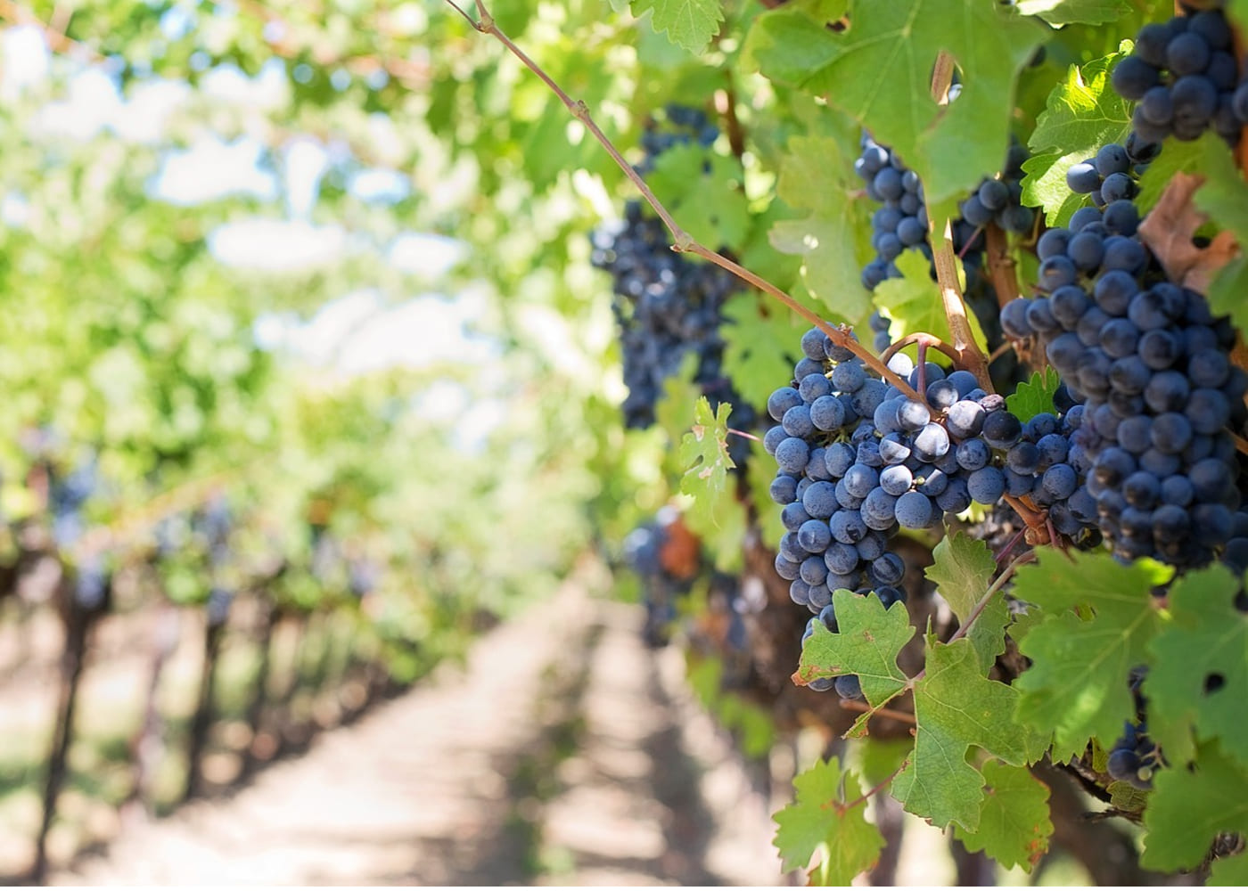 Ruta del vino de La Rioja