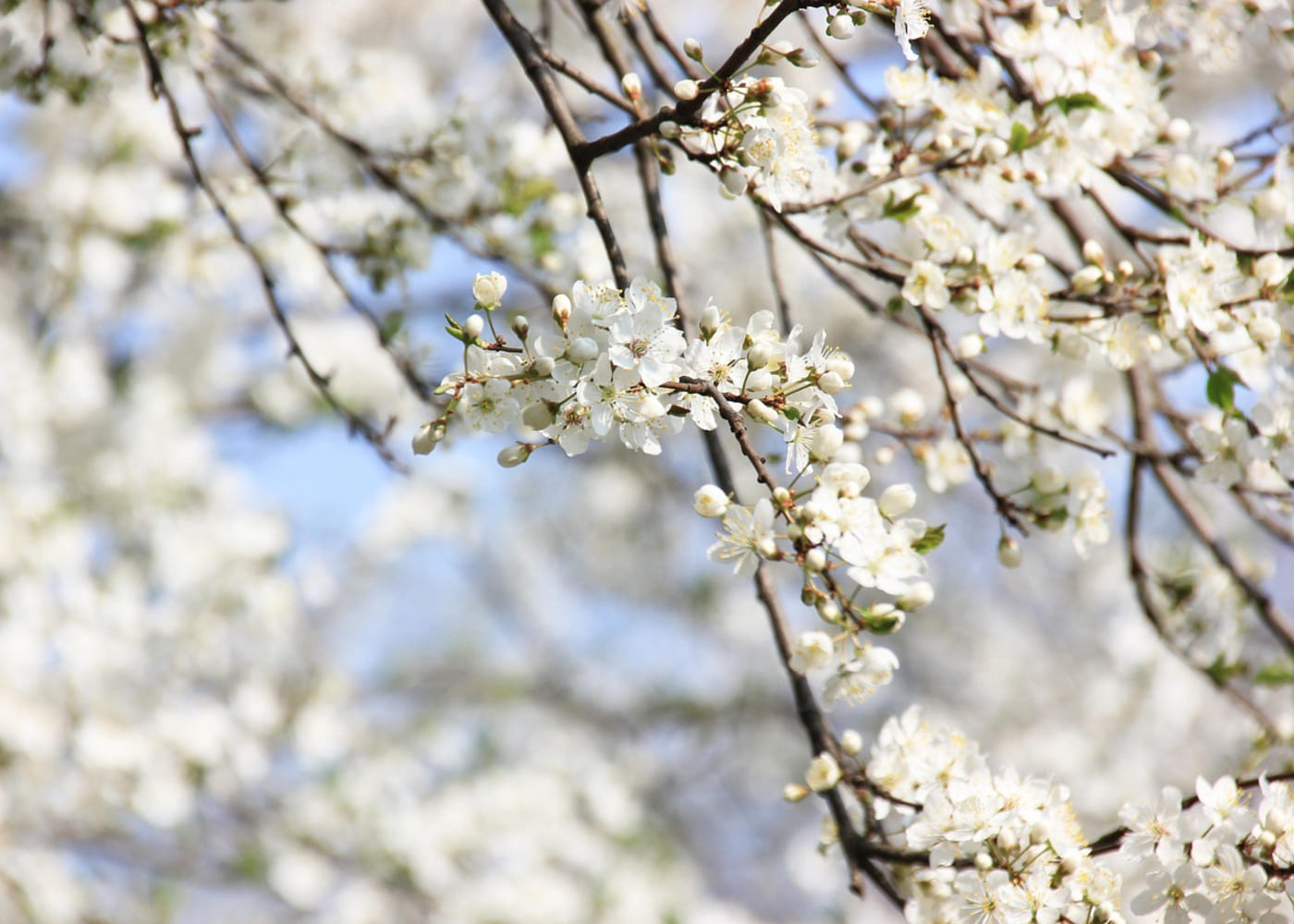 Descubre los cerezos en flor del valle del Jerte: el paraíso natural de la primavera