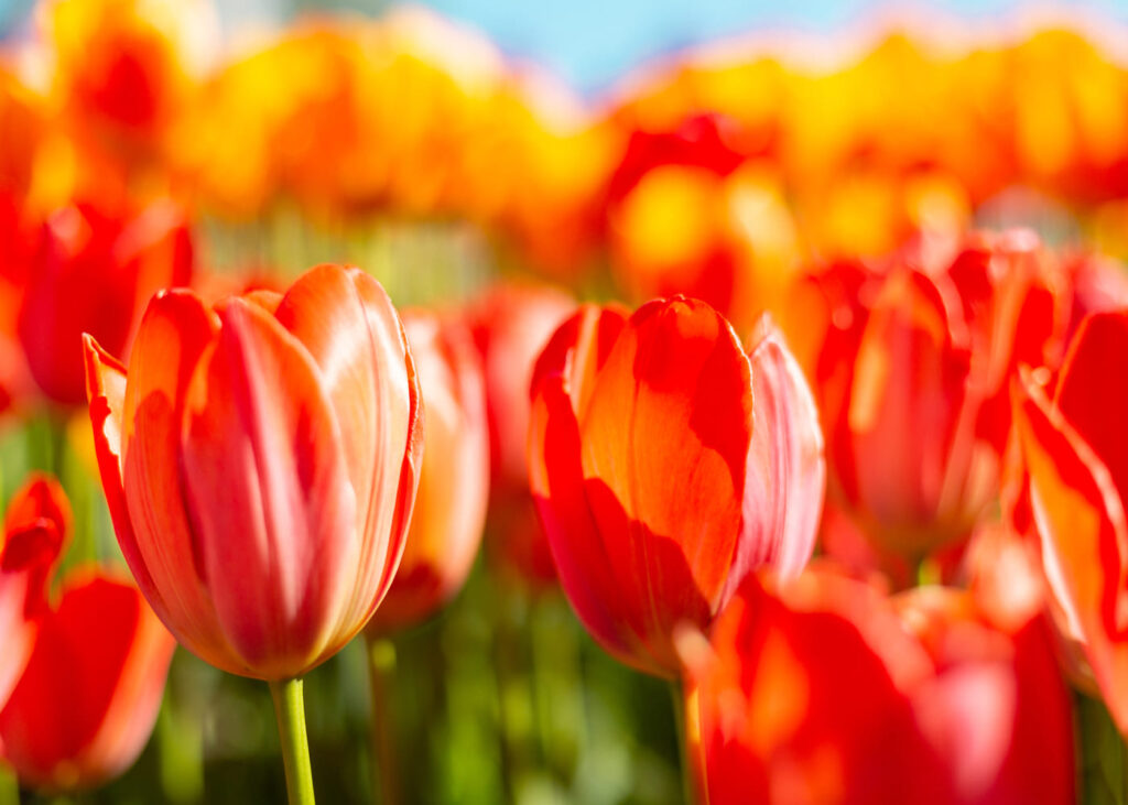 primer-plano-de-tulipanes-naranjas-en-un-campo
