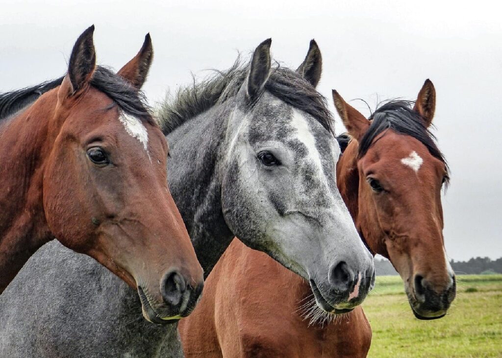 caballo