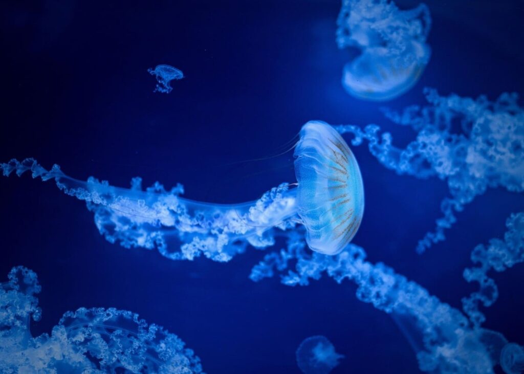 aquarium