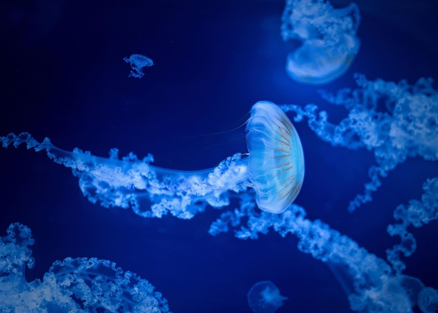 aquarium