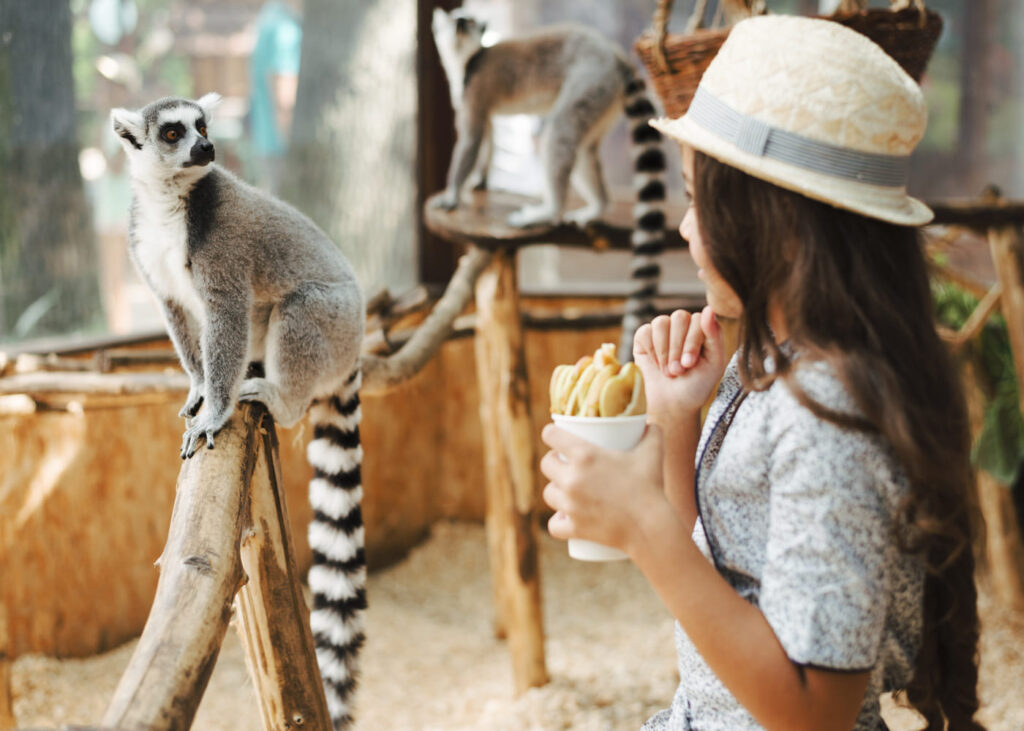 niña-pequeña-que-alimenta-a-un-lemur-en-el-zoológico