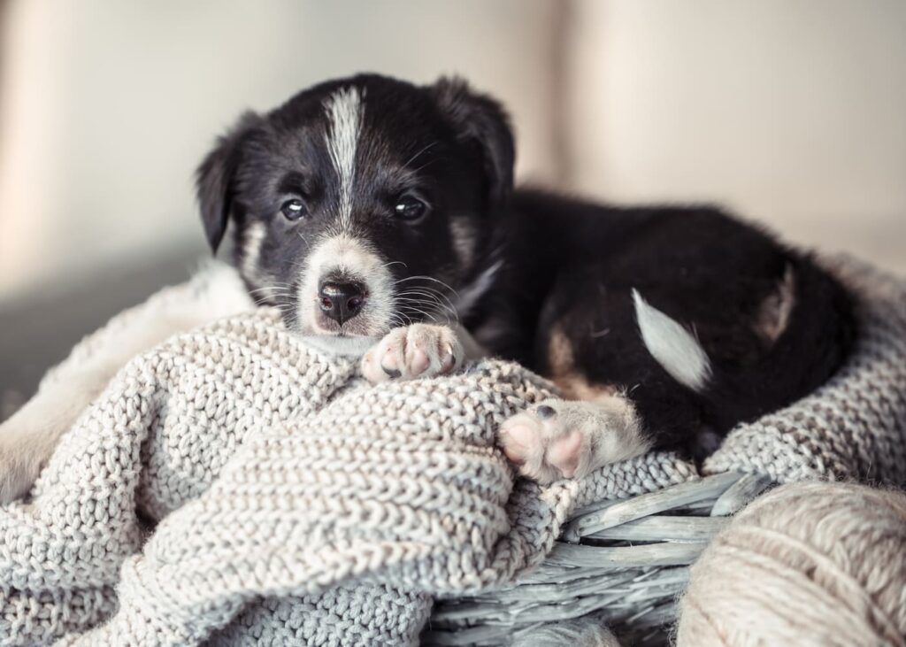 cachorro-lindo-blanco-y-negro-acostado-sobre-un-sueter-gris