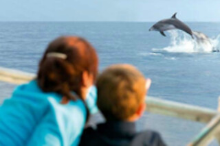Un paseo en velero con avistamiento de delfines para 1 en Fuengirola Sea Trips SL en Fuengirola (Málaga)
