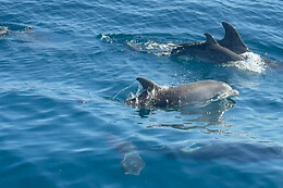 FUENGIROLA SEA TRIPS