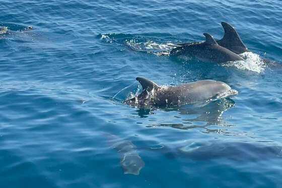 FUENGIROLA SEA TRIPS - photo 21