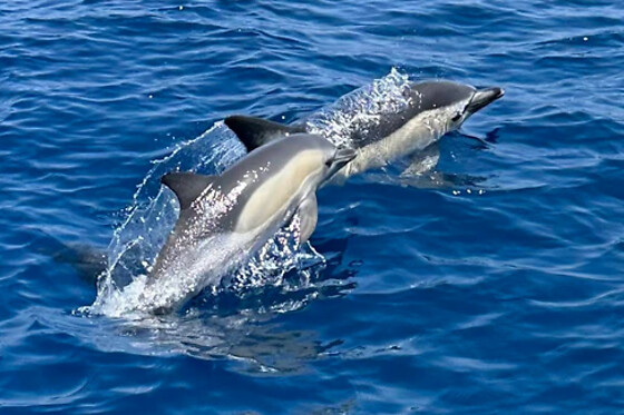 FUENGIROLA SEA TRIPS - photo 7