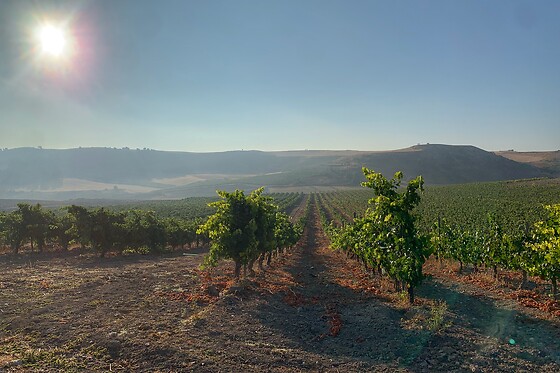 LYNUS, VIÑEDOS Y BODEGAS - photo 6