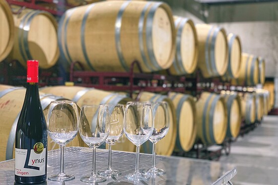 LYNUS, VIÑEDOS Y BODEGAS - photo 9