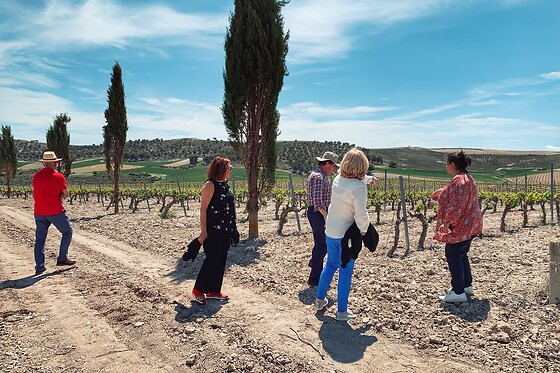 LYNUS, VIÑEDOS Y BODEGAS - photo 15