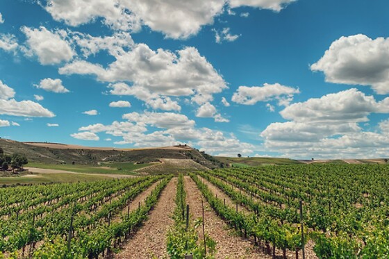 LYNUS, VIÑEDOS Y BODEGAS - photo 16