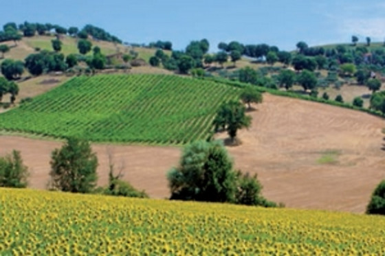 Hotel Clarici - photo 1