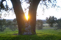 BALNEARIO DE ALMEIDA LA DAMA VERDE