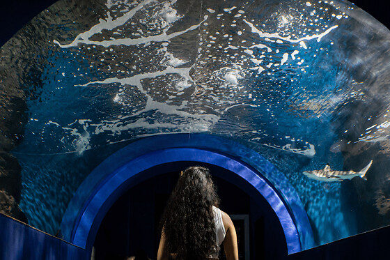 Entrada para el Acuario de Lanzarote