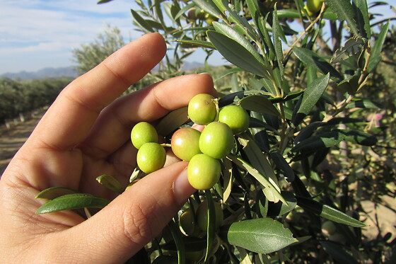 Una visita guiada, degustación y entrada a Geoda Gigante de Pulpí para 2 en OleoAlmanzora en Pulpí (Almería)