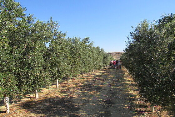 Una visita guiada, degustación y entrada a Geoda Gigante de Pulpí para 2 en OleoAlmanzora en Pulpí (Almería)