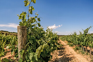 Una "Visita Wine Lovers" para 2 en Casa Mariol Wine Bar en Batea (Tarragona)