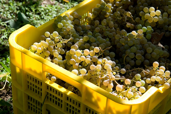 BODEGA ADEGA EIDOS - photo 5