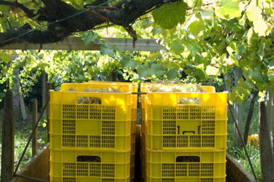 BODEGA ADEGA EIDOS - photo 10