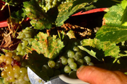 CELLER CARLES ANDREU