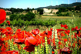 CELLER CARLES ANDREU
