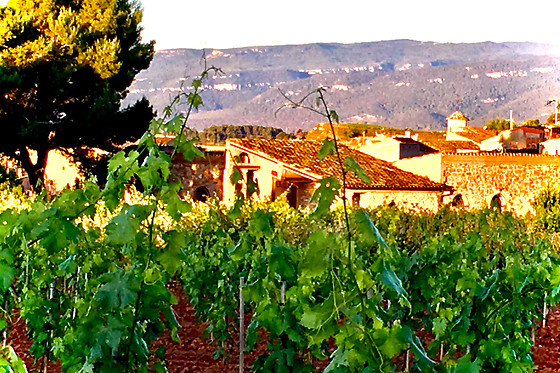 CELLER CARLES ANDREU - photo 10