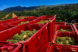 CELLER CARLES ANDREU