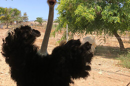 FINCA AVESTRUZ