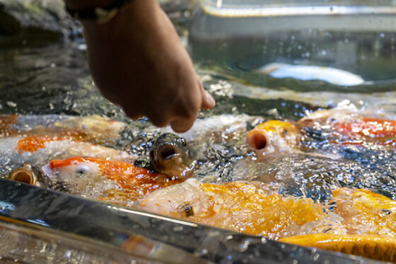 Aquarium de Paris - photo 7