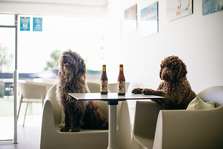 Un acceso de un día para 2 al Beach Dog Club en Las Rozas (Madrid)