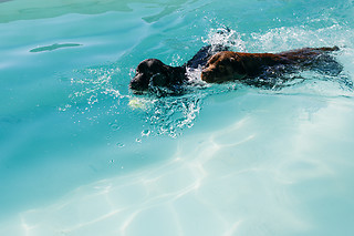 Un acceso de un día para 2 al Beach Dog Club en Las Rozas (Madrid)