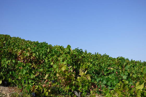 Le relais du colombier - photo 16
