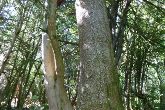 RUTAS XANZÁ - photo 5