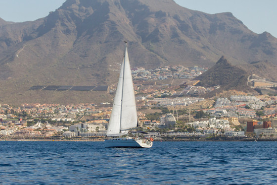 Excursión en velero exclusivo para avistamiento de cetáceos en Costa Adeje (Santa Cruz de Tenerife)