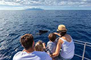 Excursión en velero exclusivo para avistamiento de cetáceos en Costa Adeje (Santa Cruz de Tenerife)