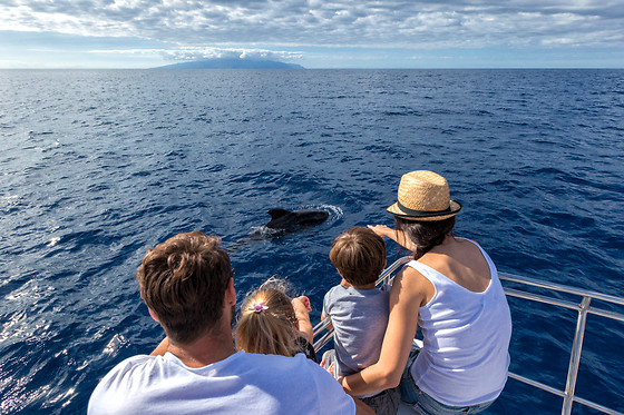 Excursión en velero exclusivo para avistamiento de cetáceos en Costa Adeje (Santa Cruz de Tenerife)