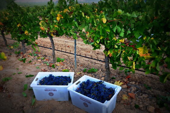 BODEGAS VEGALFARO - photo 3