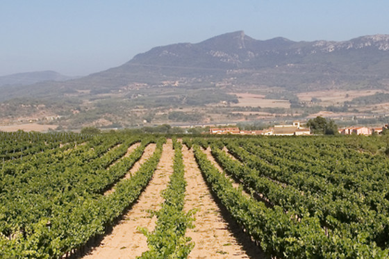 CELLER JOSEP FORASTER - photo 3