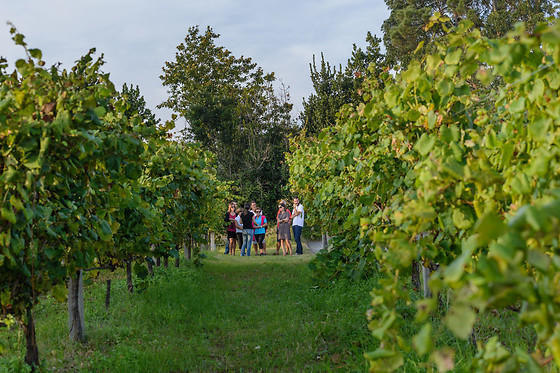 BODEGA ADEGA EIDOS - photo 11