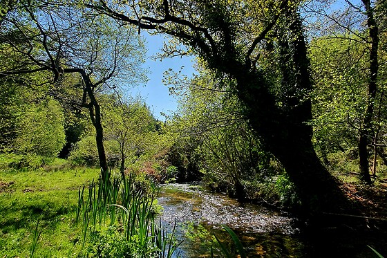 Sylvothérapie Bretagne - photo 14