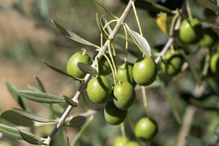 Una visita guiada a la almazara y degustación de AOVEs para 4 en Oleandaluza en Baeza (Jaén)