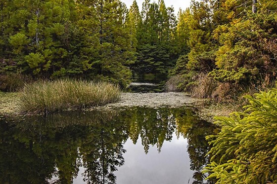 Green Generation - photo 32