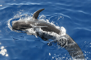 Crucero de avistamiento de ballenas en catamarán en Los Cristianos
