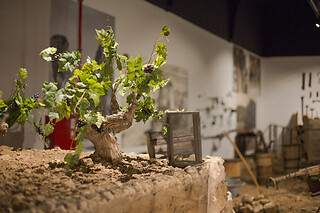 Una visita y degustación para 2 en Museo del Vino Casa de la Ermita en Jumilla (Murcia)