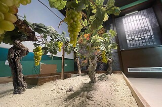 Una entrada con cata de cuatro vinos para 2 a The Sherry Gallery en Jerez de la Frontera (Cádiz)