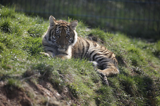 Zoo des 3 vallées - photo 2