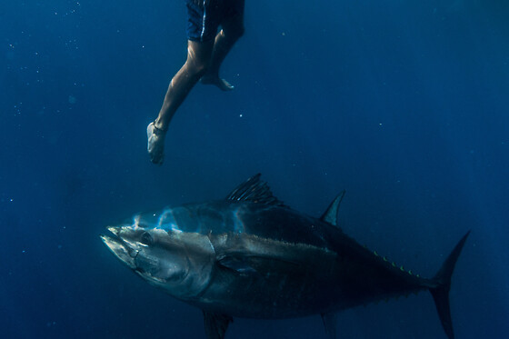 Un viaje en catamarán, una experiencia entre atunes y degustación de sashimi para 2 en Tuna Tour en L'Ametlla de Mar (Tarragona)
