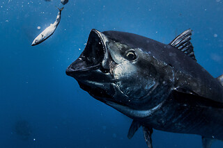 Un viaje en catamarán, una experiencia entre atunes y degustación de sashimi para 2 en Tuna Tour en L'Ametlla de Mar (Tarragona)