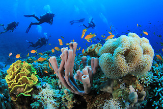 Una inmersión de buceo para 2 personas en Los Cristianos (Santa Cruz de Tenerife)